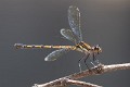 Diphlebia coerulescens female-2296